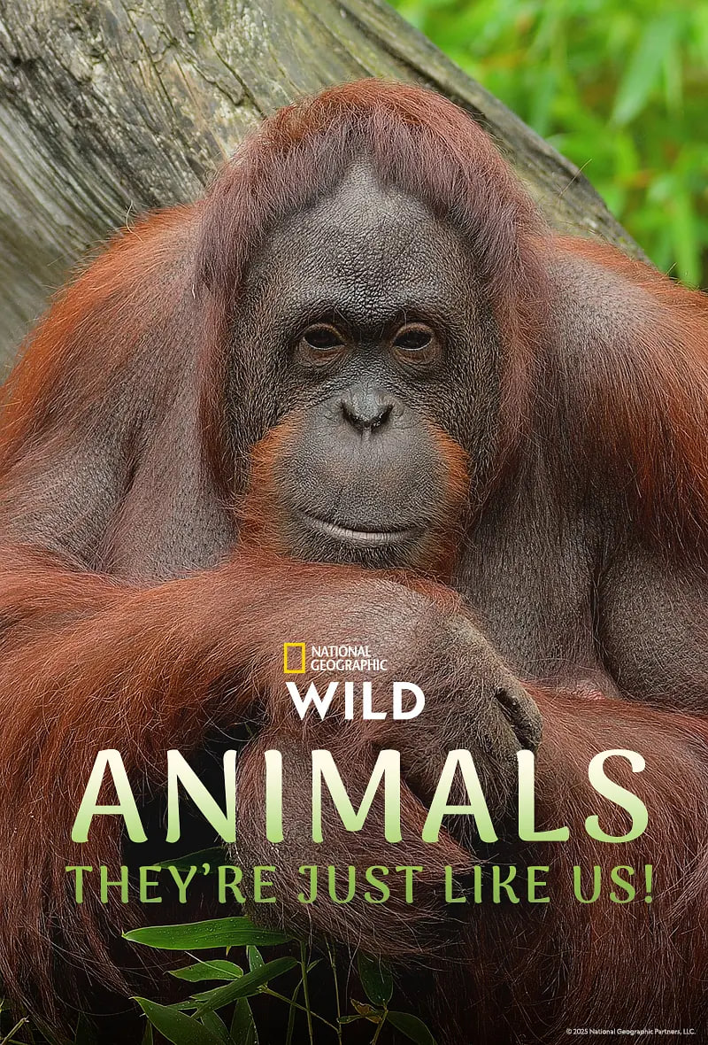 动物，它们和我们一样！第一季(全集)